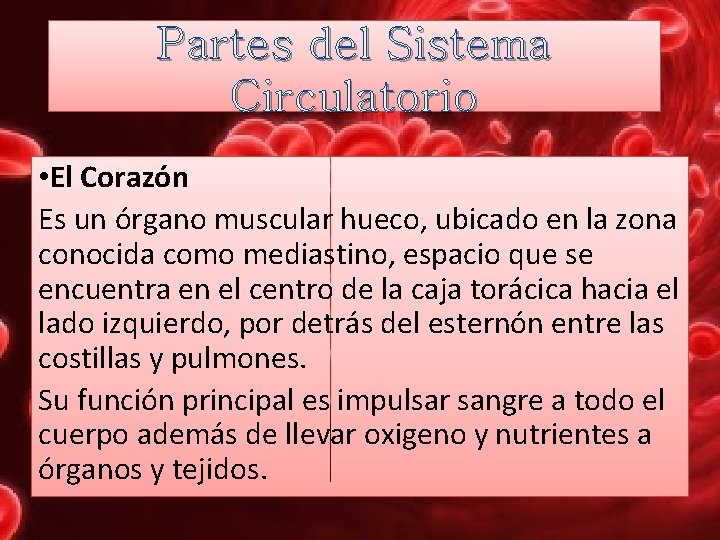 Partes del Sistema Circulatorio • El Corazón Es un órgano muscular hueco, ubicado en