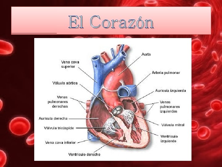 El Corazón 