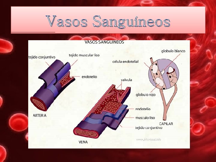 Vasos Sanguíneos 