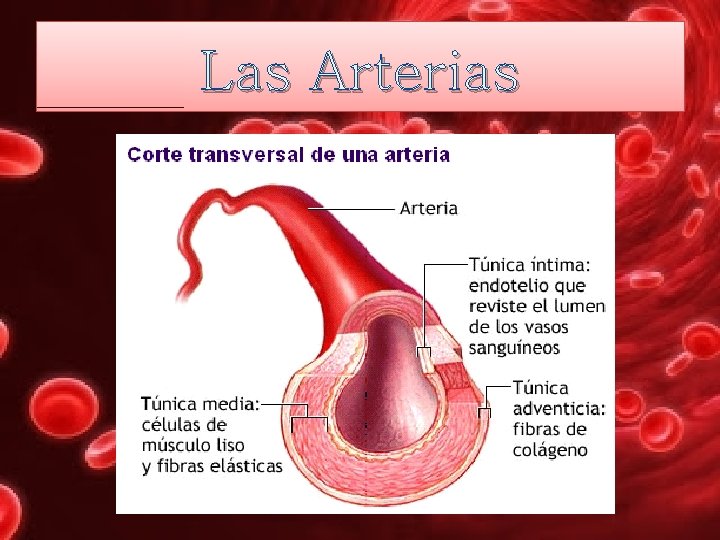 Las Arterias 