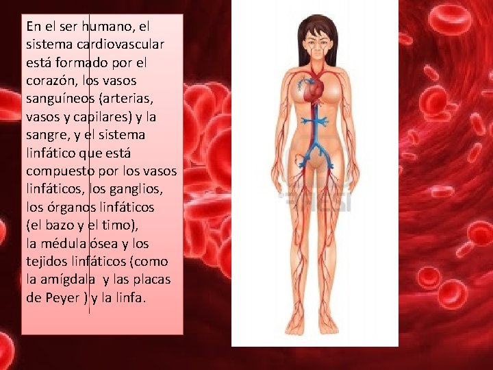 En el ser humano, el sistema cardiovascular está formado por el corazón, los vasos