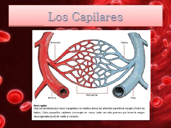 Los Capilares 