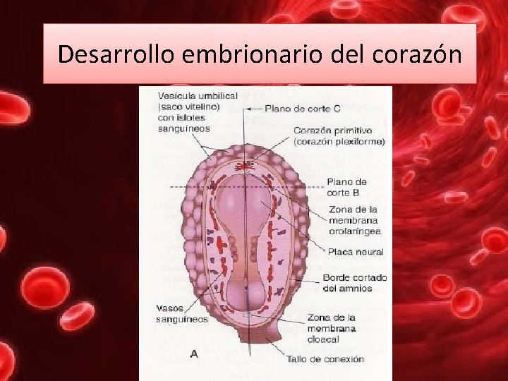 Desarrollo embrionario del corazón 