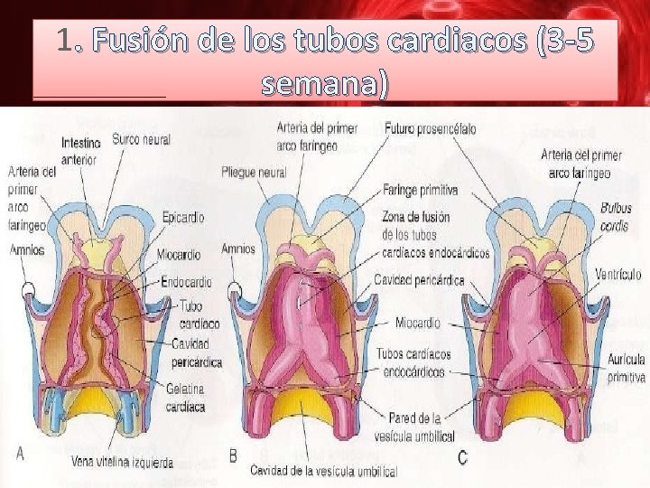 1. Fusión de los tubos cardiacos (3 -5 semana) 