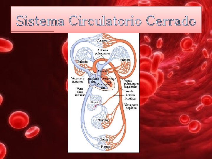 Sistema Circulatorio Cerrado 
