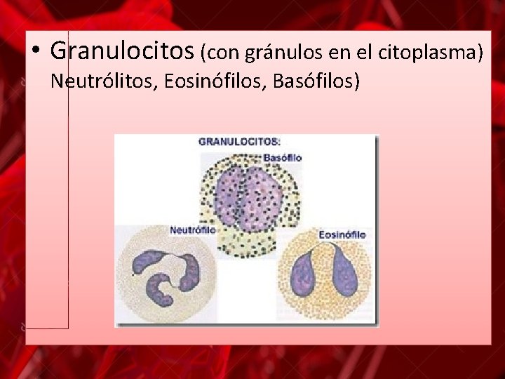  • Granulocitos (con gránulos en el citoplasma) Neutrólitos, Eosinófilos, Basófilos) 