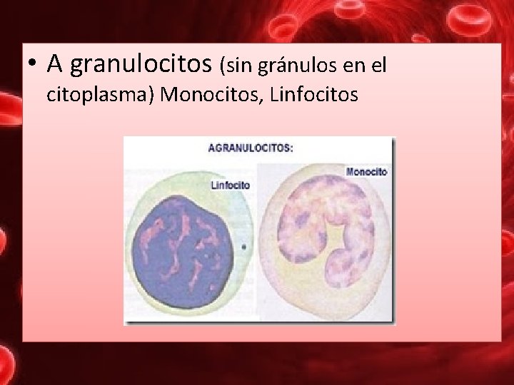  • A granulocitos (sin gránulos en el citoplasma) Monocitos, Linfocitos 