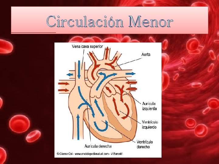 Circulación Menor 