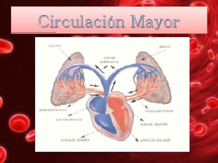 Circulación Mayor 