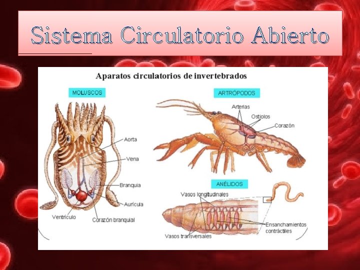 Sistema Circulatorio Abierto 