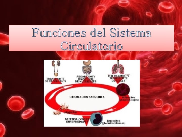 Funciones del Sistema Circulatorio 