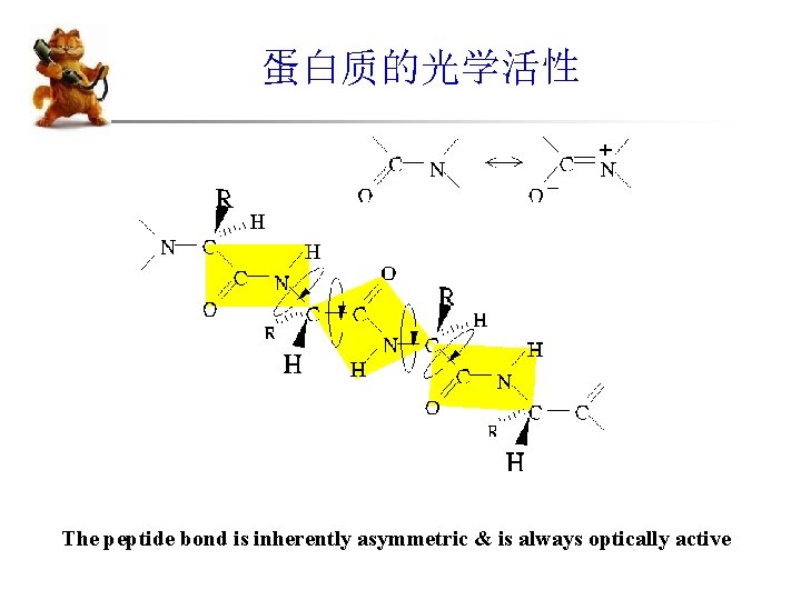 蛋白质的光学活性 The peptide bond is inherently asymmetric & is always optically active 