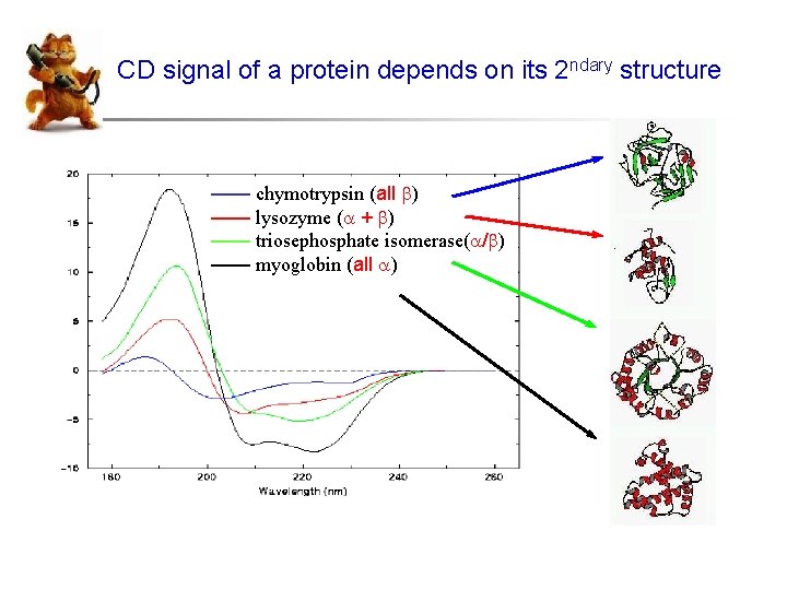 CD signal of a protein depends on its 2 ndary structure —— chymotrypsin (all