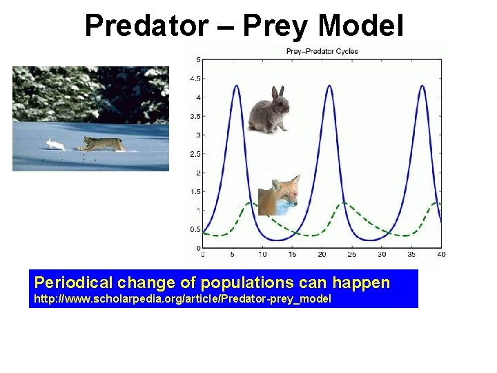 Predator – Prey Model Periodical change of populations can happen http: //www. scholarpedia. org/article/Predator-prey_model