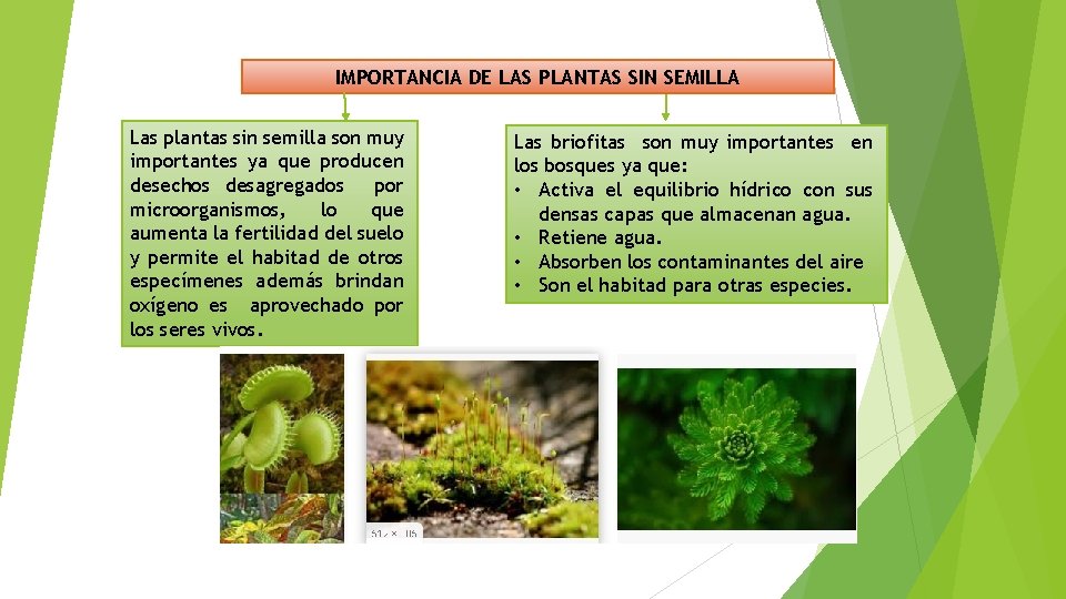 IMPORTANCIA DE LAS PLANTAS SIN SEMILLA Las plantas sin semilla son muy importantes ya