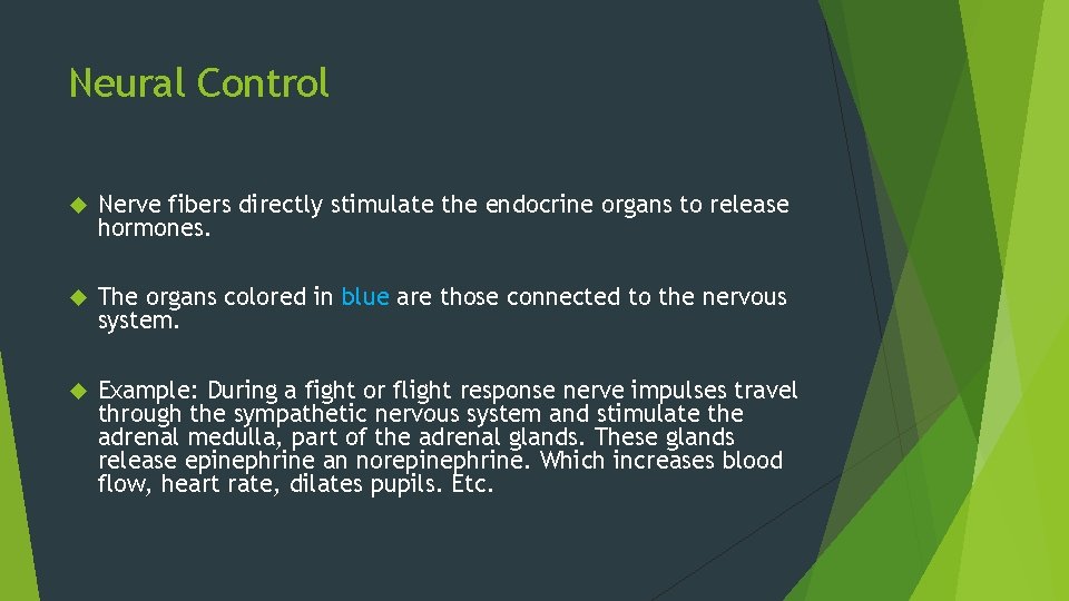 Neural Control Nerve fibers directly stimulate the endocrine organs to release hormones. The organs Neural Control Nerve fibers directly stimulate the endocrine organs to release hormones. The organs