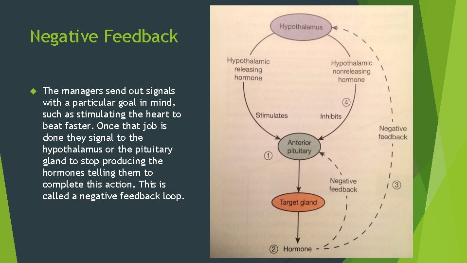 Negative Feedback The managers send out signals with a particular goal in mind, such Negative Feedback The managers send out signals with a particular goal in mind, such