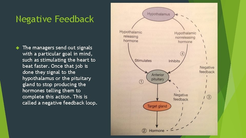 Negative Feedback The managers send out signals with a particular goal in mind, such