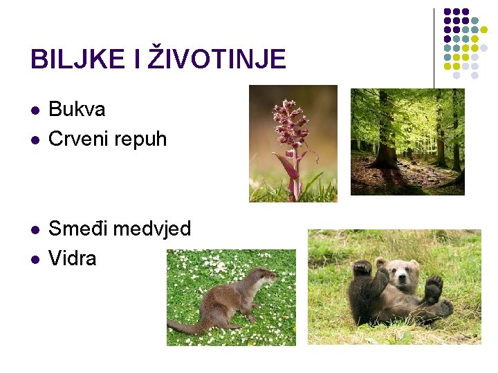 BILJKE I ŽIVOTINJE l l Bukva Crveni repuh Smeđi medvjed Vidra 