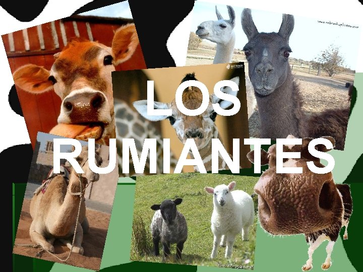 LOS RUMIANTES 