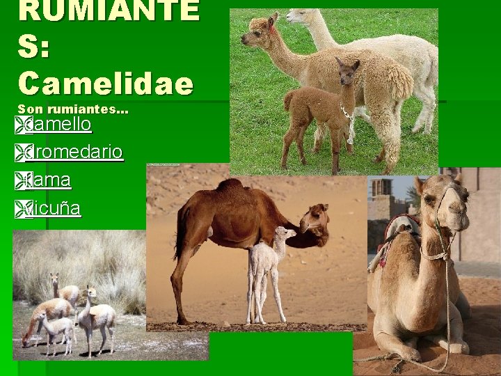 RUMIANTE S: Camelidae Son rumiantes… Ìcamello Ìdromedario Ìllama Ìvicuña 