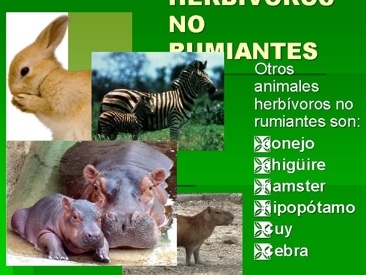 HERBÍVOROS NO RUMIANTES Otros animales herbívoros no rumiantes son: Ìconejo Ìchigüire Ìhamster Ìhipopótamo ÌCuy