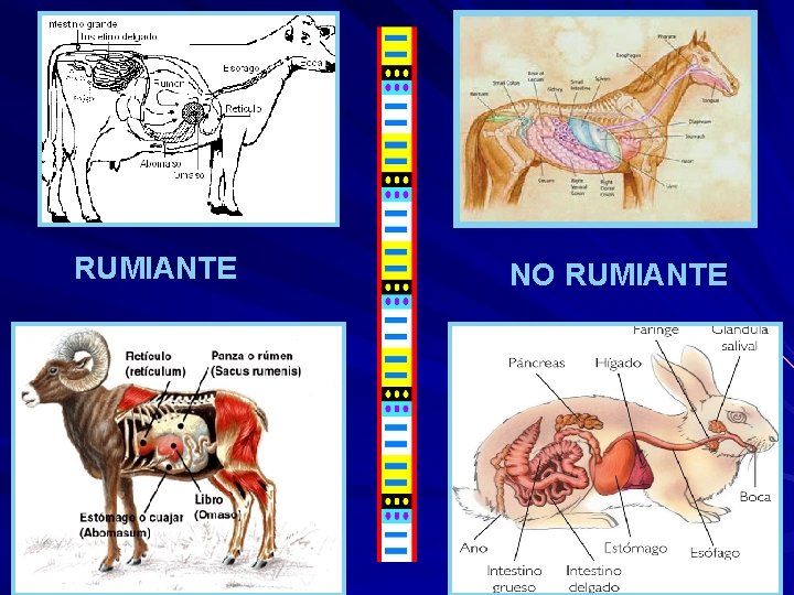 RUMIANTE NO RUMIANTE 