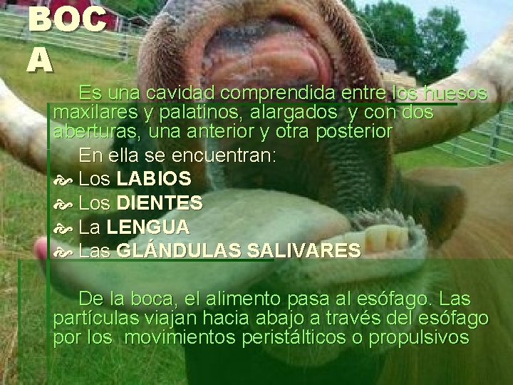 BOC A Es una cavidad comprendida entre los huesos maxilares y palatinos, alargados y