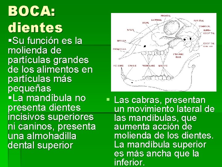 BOCA: dientes §Su función es la molienda de partículas grandes de los alimentos en