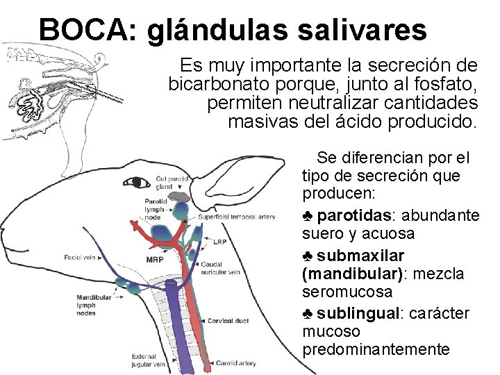 BOCA: glándulas salivares Es muy importante la secreción de bicarbonato porque, junto al fosfato,