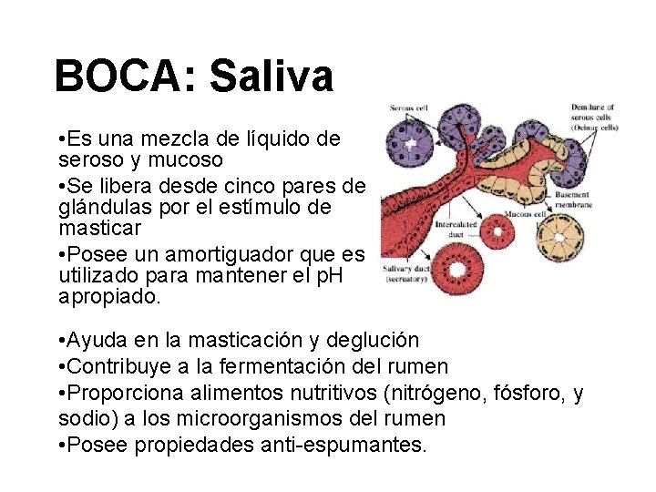 BOCA: Saliva • Es una mezcla de líquido de seroso y mucoso • Se