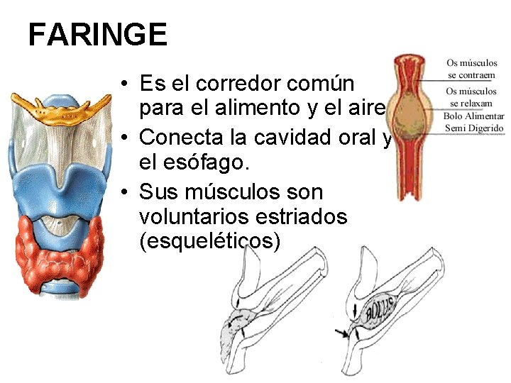 FARINGE • Es el corredor común para el alimento y el aire • Conecta