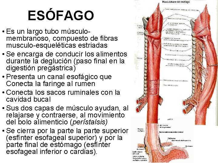 ESÓFAGO • Es un largo tubo músculomembranoso, compuesto de fibras musculo-esqueléticas estriadas • Se