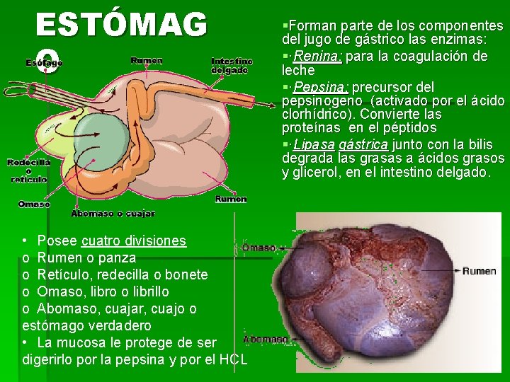 ESTÓMAG O • Posee cuatro divisiones o Rumen o panza o Retículo, redecilla o