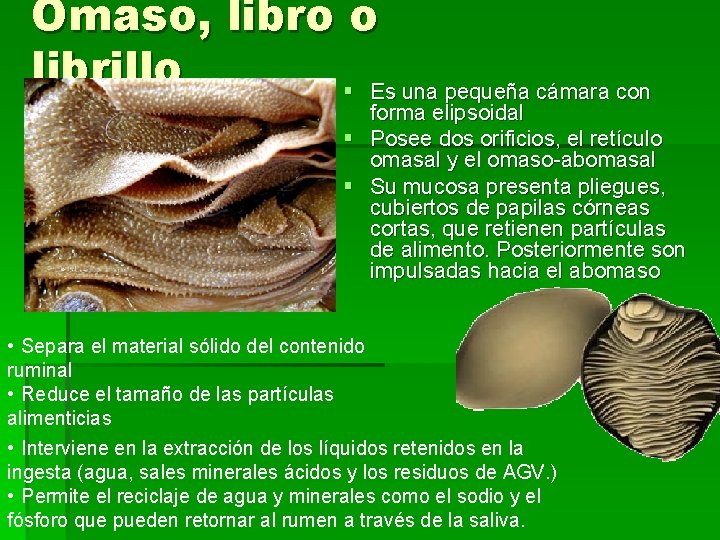 Omaso, libro o librillo § Es una pequeña cámara con forma elipsoidal § Posee