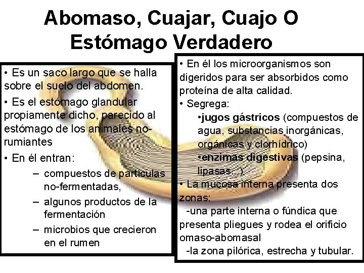 Abomaso, Cuajar, Cuajo O Estómago Verdadero • Es un saco largo que se halla