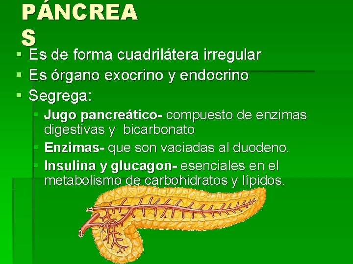 PÁNCREA S § § § Es de forma cuadrilátera irregular Es órgano exocrino y