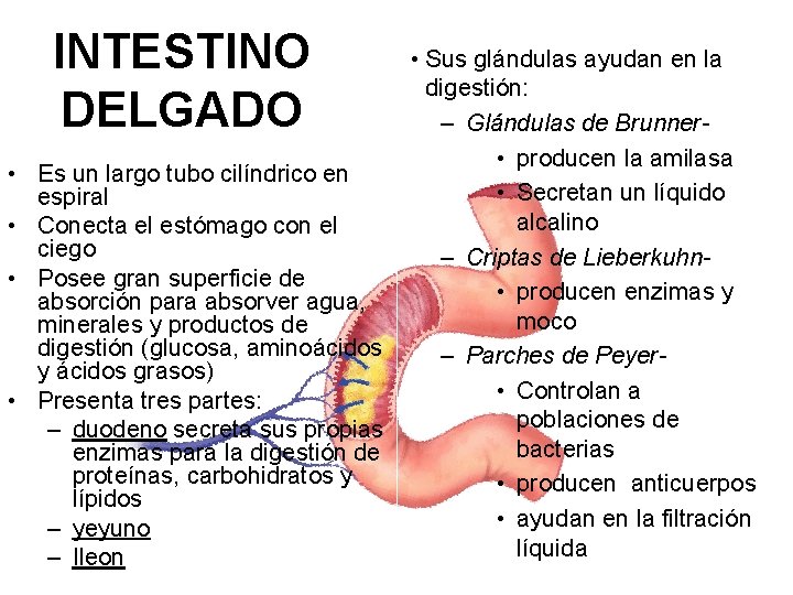 INTESTINO DELGADO • Sus glándulas ayudan en la digestión: – Glándulas de Brunner- •