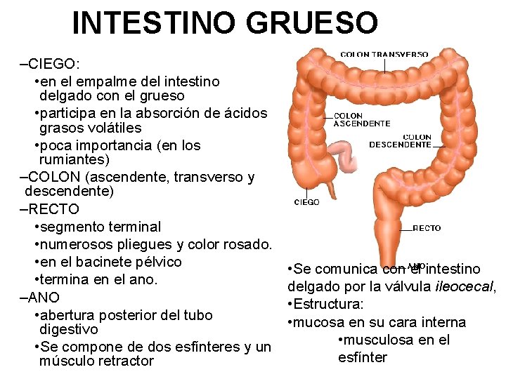 INTESTINO GRUESO –CIEGO: • en el empalme del intestino delgado con el grueso •