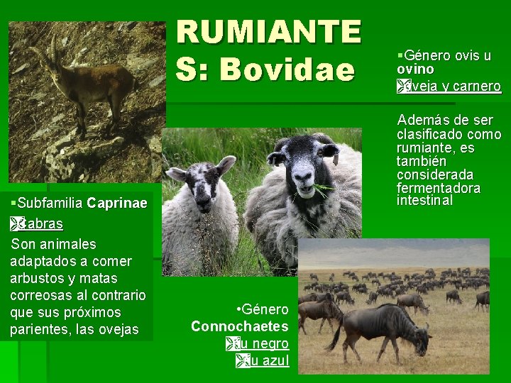 RUMIANTE S: Bovidae §Subfamilia Caprinae ÌCabras Son animales adaptados a comer arbustos y matas