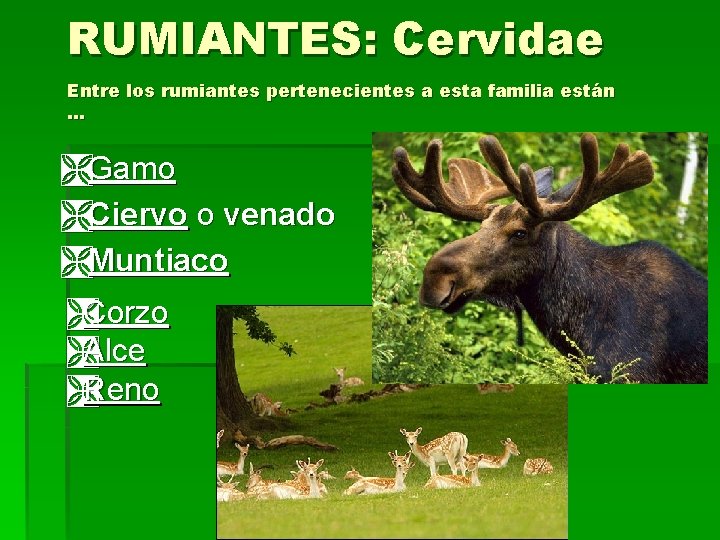 RUMIANTES: Cervidae Entre los rumiantes pertenecientes a esta familia están … ÌGamo ÌCiervo o