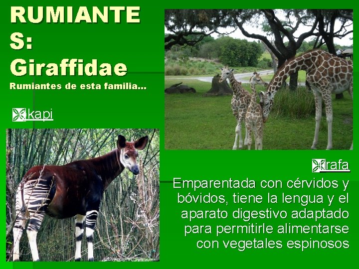 RUMIANTE S: Giraffidae Rumiantes de esta familia… Ìokapi Ìjirafa Emparentada con cérvidos y bóvidos,