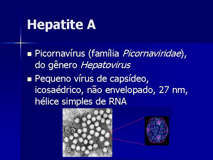 Hepatite A Picornavírus (família Picornaviridae), do gênero Hepatovirus n Pequeno vírus de capsídeo, icosaédrico,