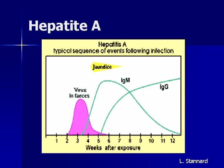 Hepatite A L. Stannard 