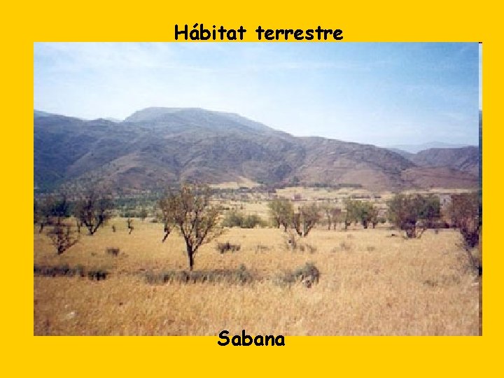 Hábitat terrestre Sabana 