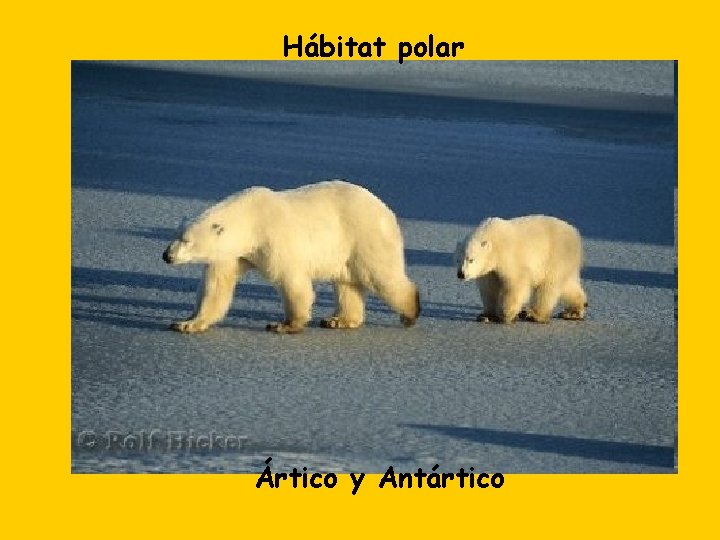 Hábitat polar Ártico y Antártico 