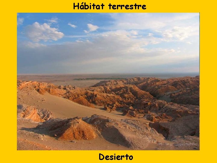 Hábitat terrestre Desierto 