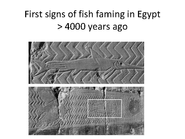First signs of fish faming in Egypt > 4000 years ago 