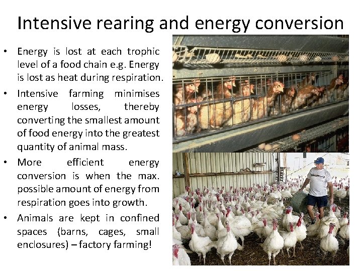 Intensive rearing and energy conversion • Energy is lost at each trophic level of