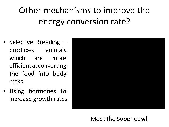 Other mechanisms to improve the energy conversion rate? • Selective Breeding – produces animals